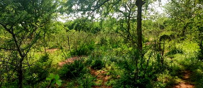 Embu County, Mutuobare Commercial 50x100 Plots Tarmac Road. - Image 13