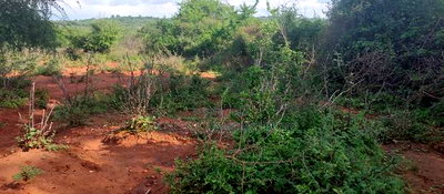 Embu County, Mutuobare Commercial 50x100 Plots Tarmac Road. - Image 5