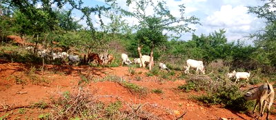 Embu County, Mutuobare Commercial 50x100 Plots Tarmac Road. - Image 15