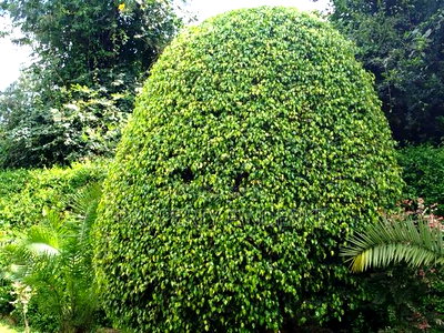 Prime 1/2 Acre Plot for Sale in Karen - Image 11