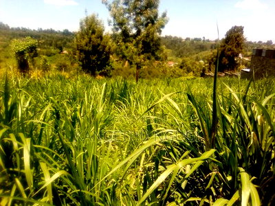 One and Half Acres Land Githunguri - Image 4