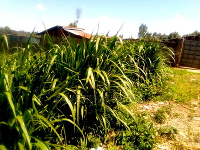 One and Half Acres Land Githunguri - Image 6