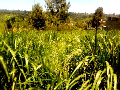 One and Half Acres Land Githunguri - Image 5