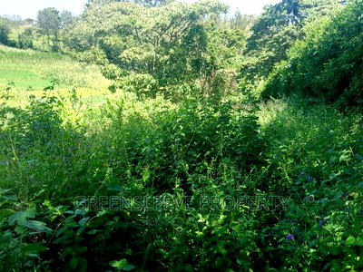 Half Acre for Sale - Image 3