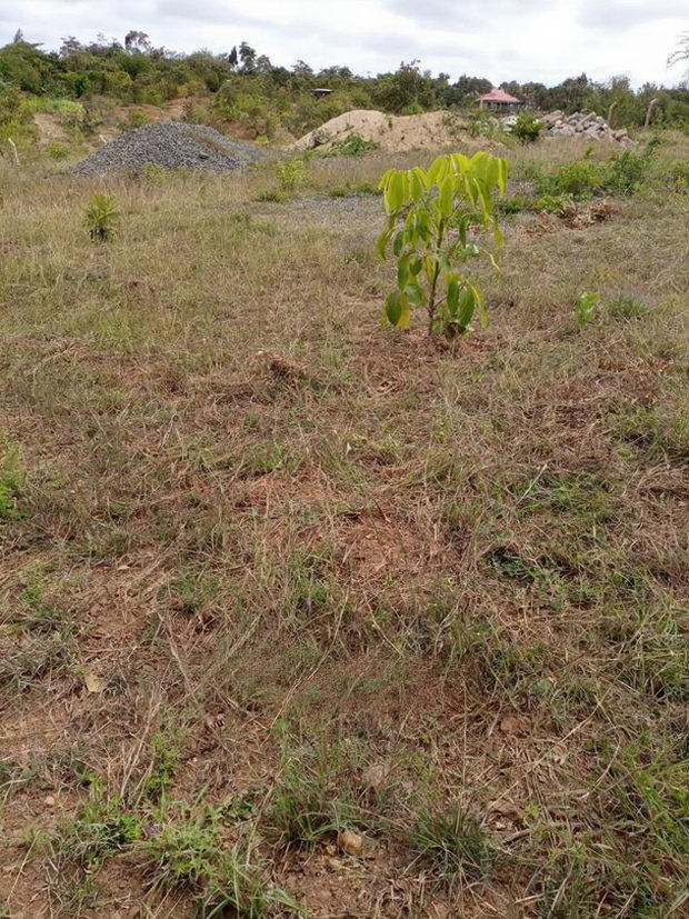 50 by 100 Ft Residential Plots in Mutomo Town