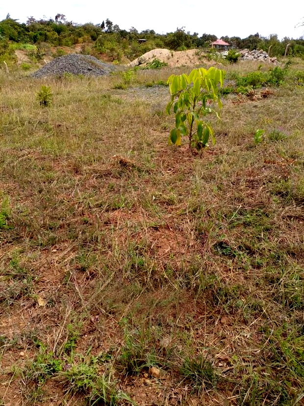 50 by 100 Ft Residential Plots in Mutomo Town