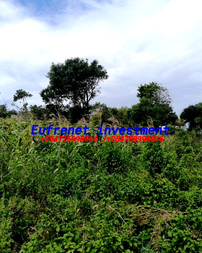 Half Acre Plot for KSh 10M