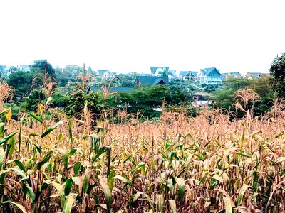 Mugutha Commercial 50x100 - Image 8