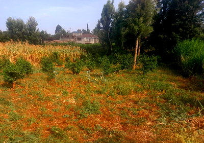 1/8 Acre Plot in Kaspat Estate