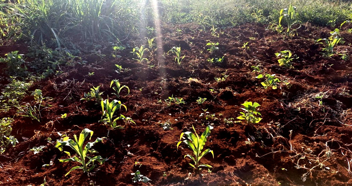 Quarter Acre Garden Plot