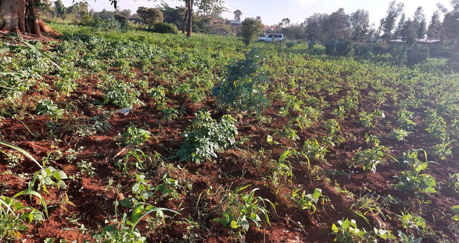 Quarter Acre Garden Plot