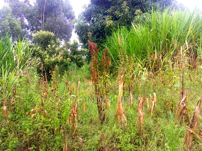Limuru/Ngecha Plot for Sale Details - Image 7