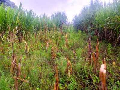 Limuru/Ngecha Plot for Sale Details - Image 5