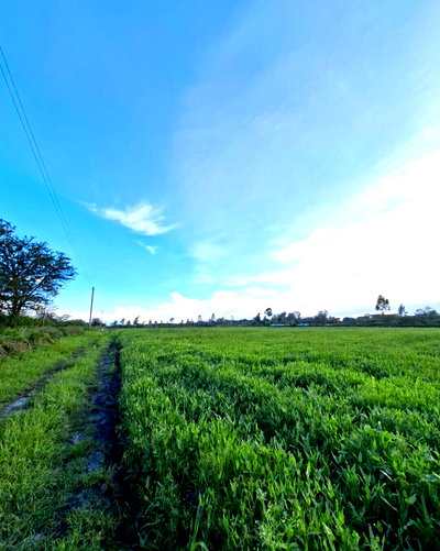 16-Acre Land with Garden at KSh 20M