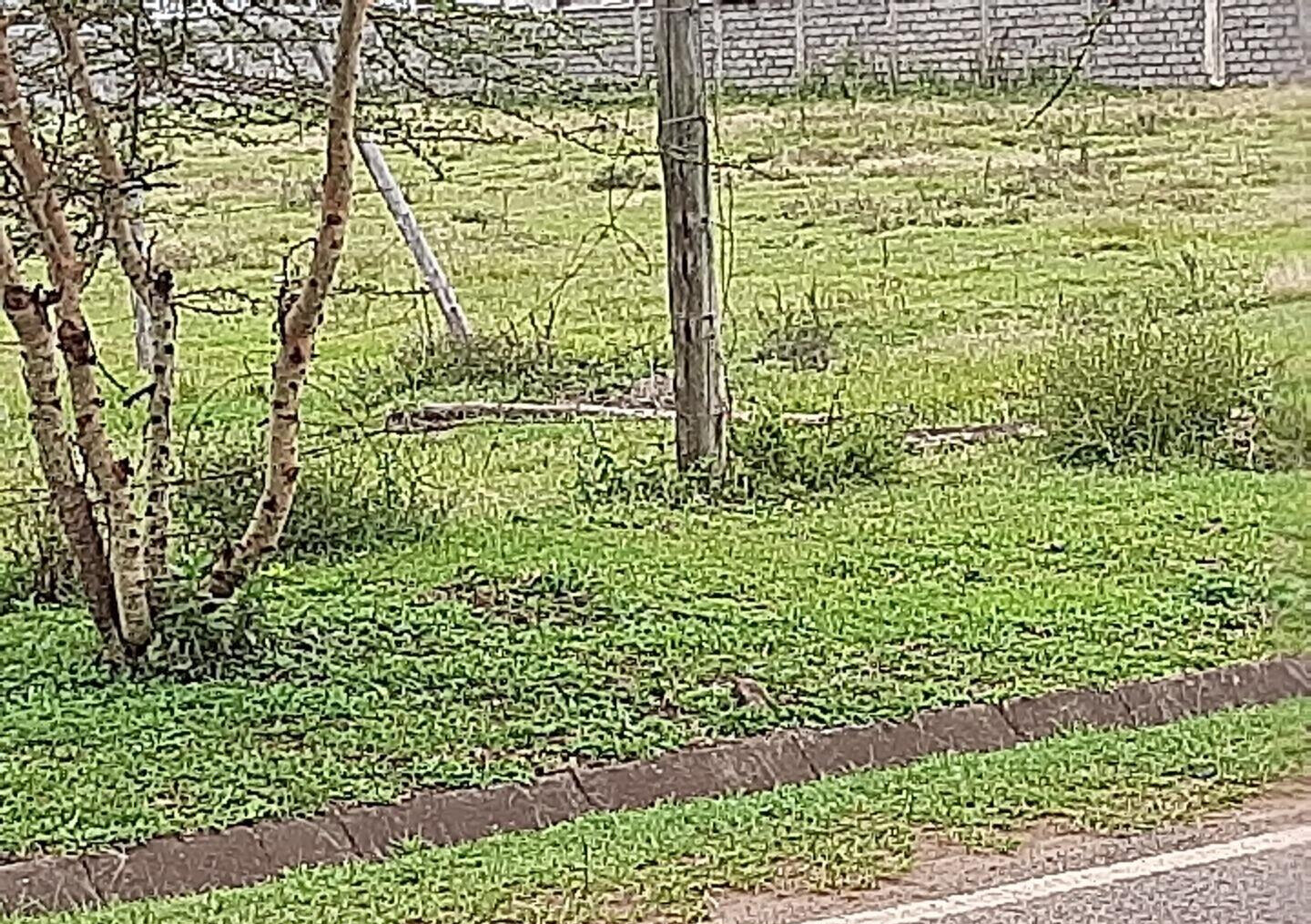 0.99 Acre Garden Plot in Karen