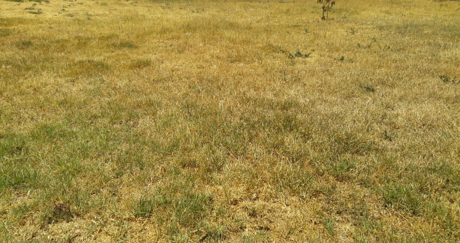 Half Acre Plot in Uthiru