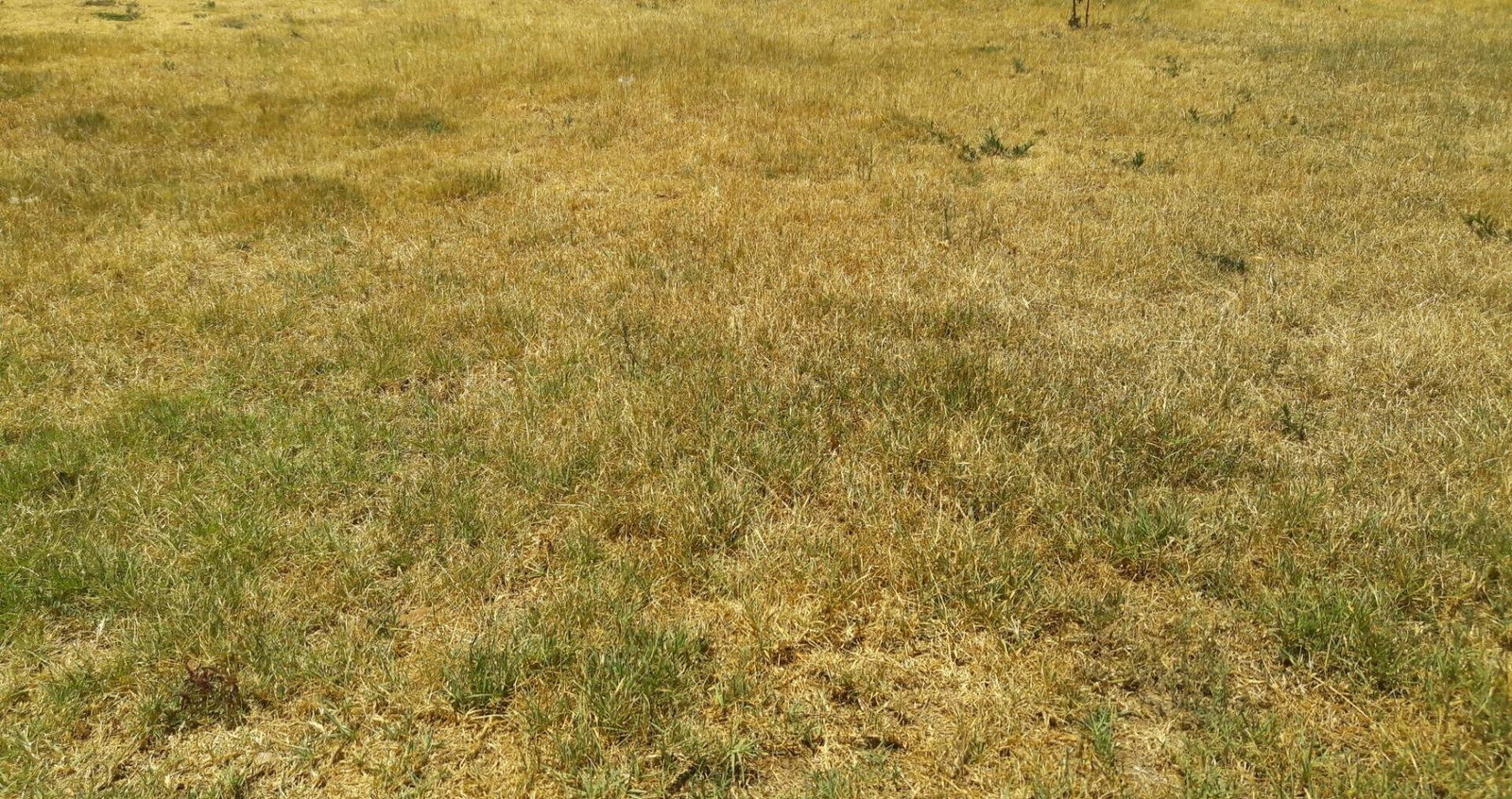 Half Acre Plot in Uthiru