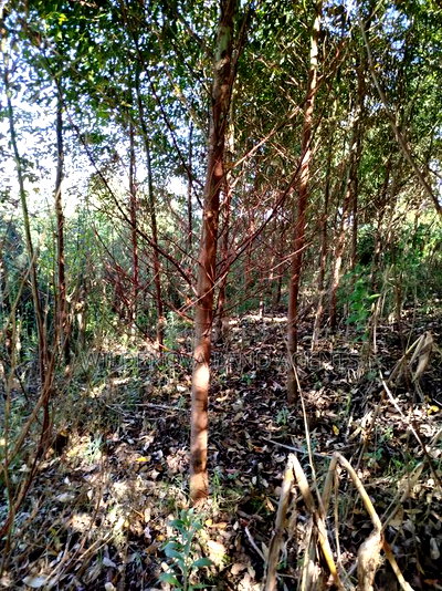 Land on Sale at Flyover Viewpoint Naivasha - Image 1