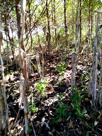 Land on Sale at Flyover Viewpoint Naivasha - Image 7