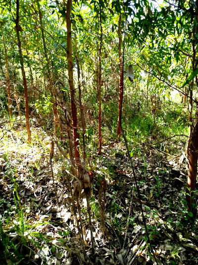 Land on Sale at Flyover Viewpoint Naivasha - Image 8