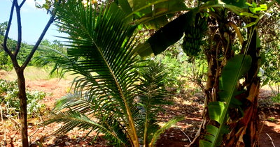 7-Acre Plot in Kilifi Tezo for KSh 1.5M