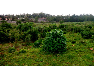 Half Acre Garden Plot with Parking at KSh 45M