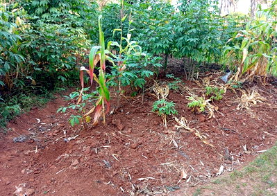 Quarter Acre Garden Plot at KSh 18M