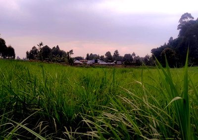1/4 Acre Plot for KSh 17.5M