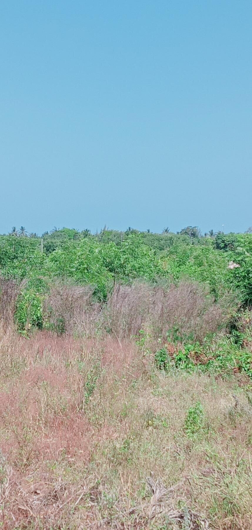 Garden Plot at KSh 1.5M