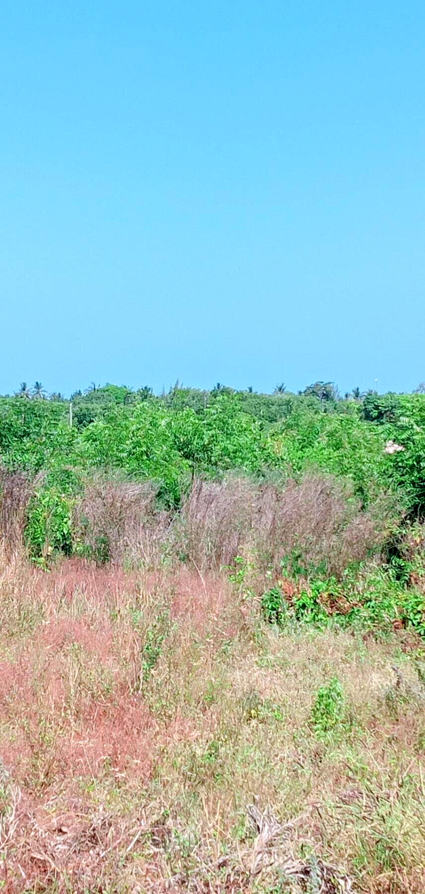 Garden Plot at KSh 1.5M