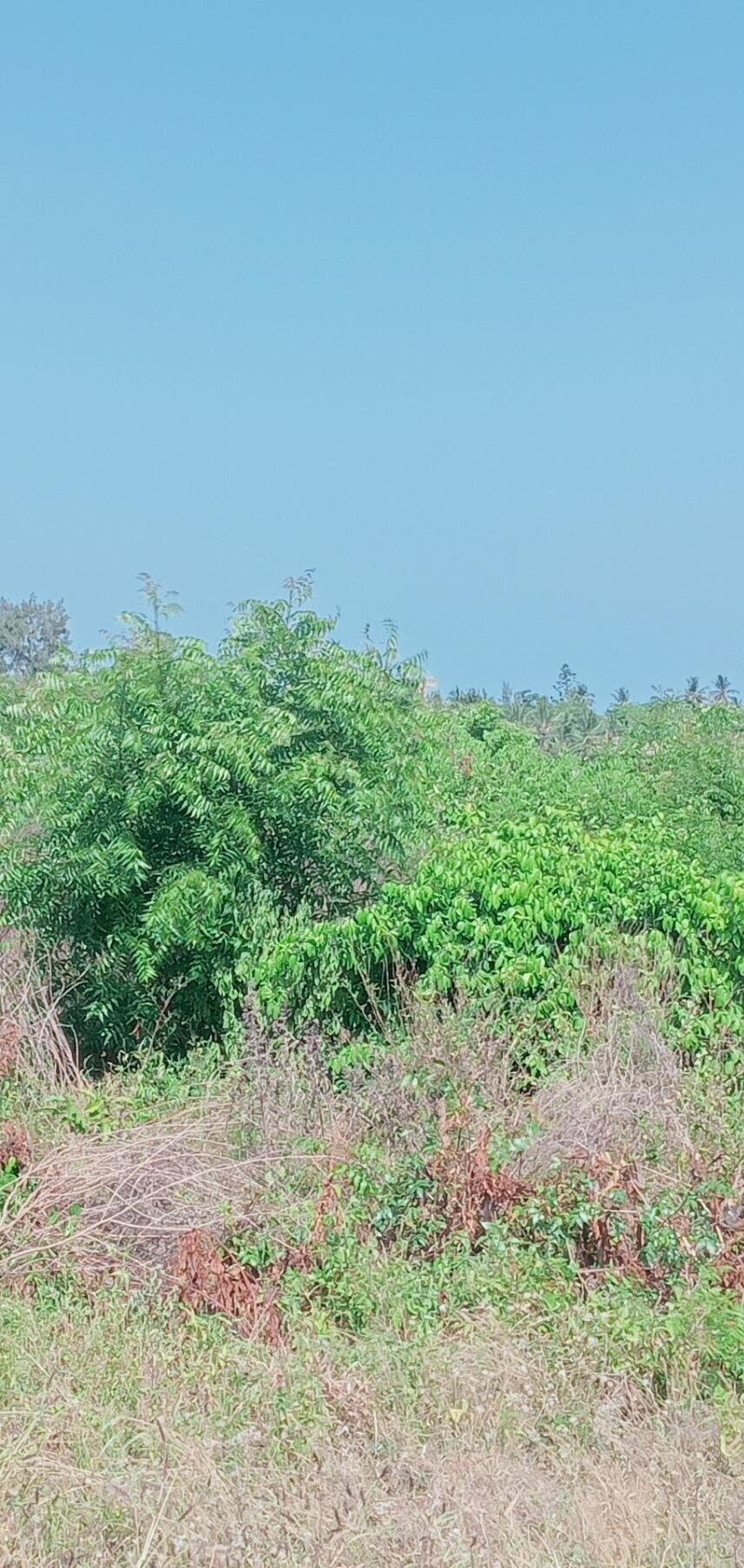 Garden Plot at KSh 1.5M