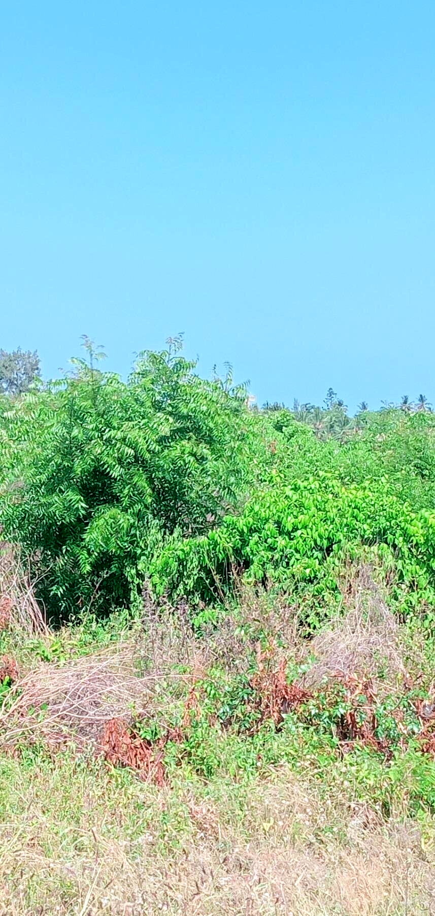 Garden Plot at KSh 1.5M