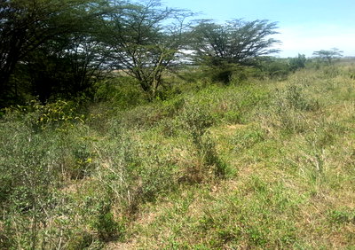 4-Acre Plot with Borehole - Kiserian