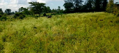 Bondo Behind Acccasia Hotel - Image 1