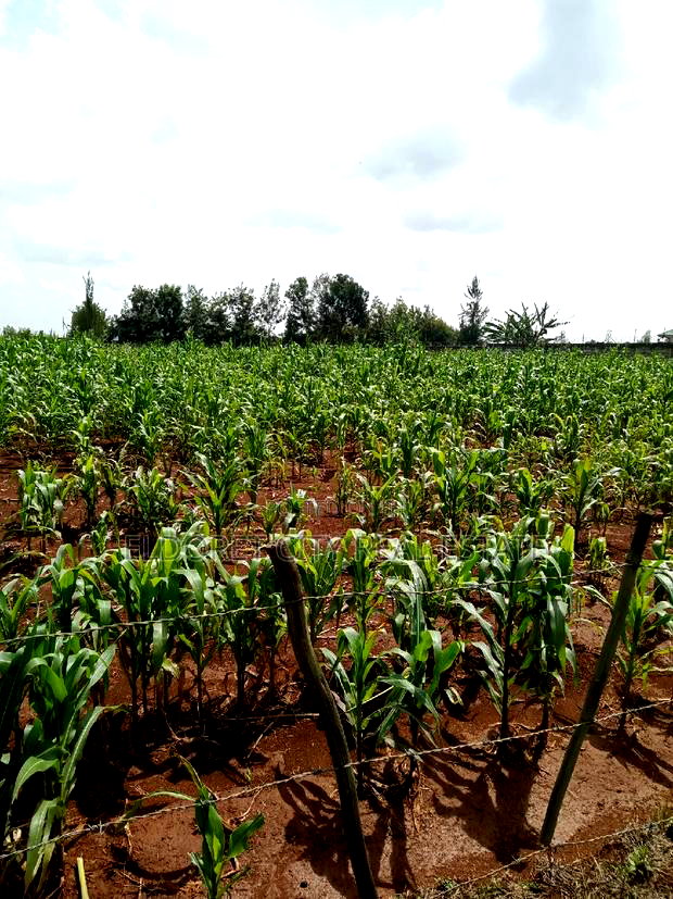 One Acre Elgonview Upper With Title