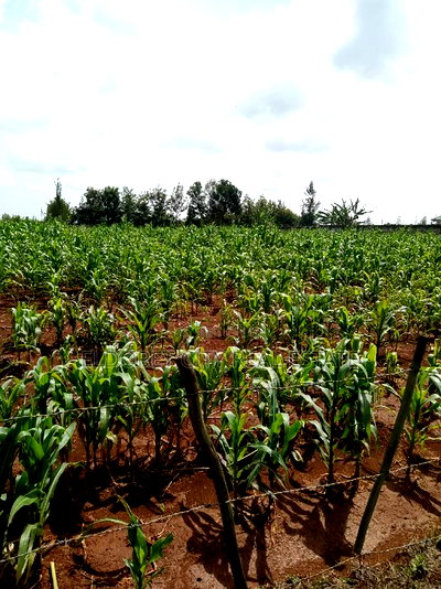 One Acre Elgonview Upper With Title - Image 2