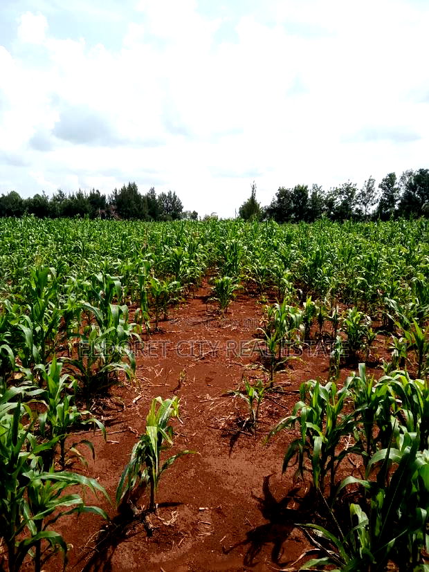 One Acre Elgonview Upper With Title