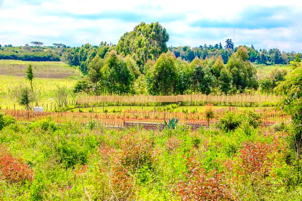 Prime Residential Plots for Sale in Kikuyu, Ondiri.