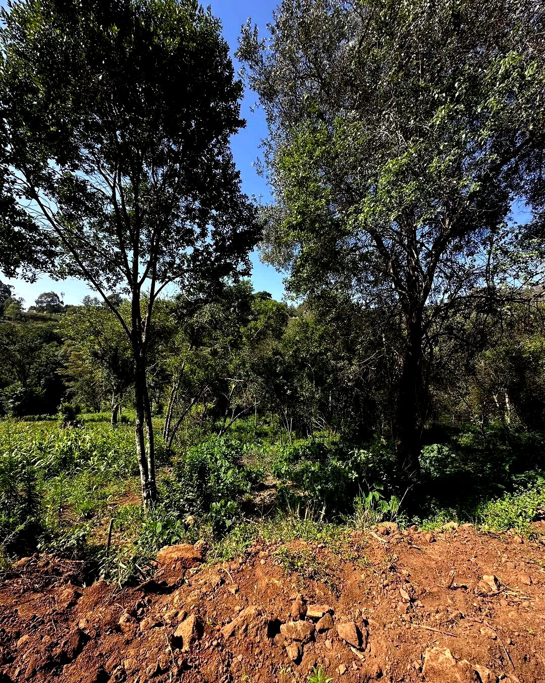 Half Acre Plot in Karen at KSh 32M