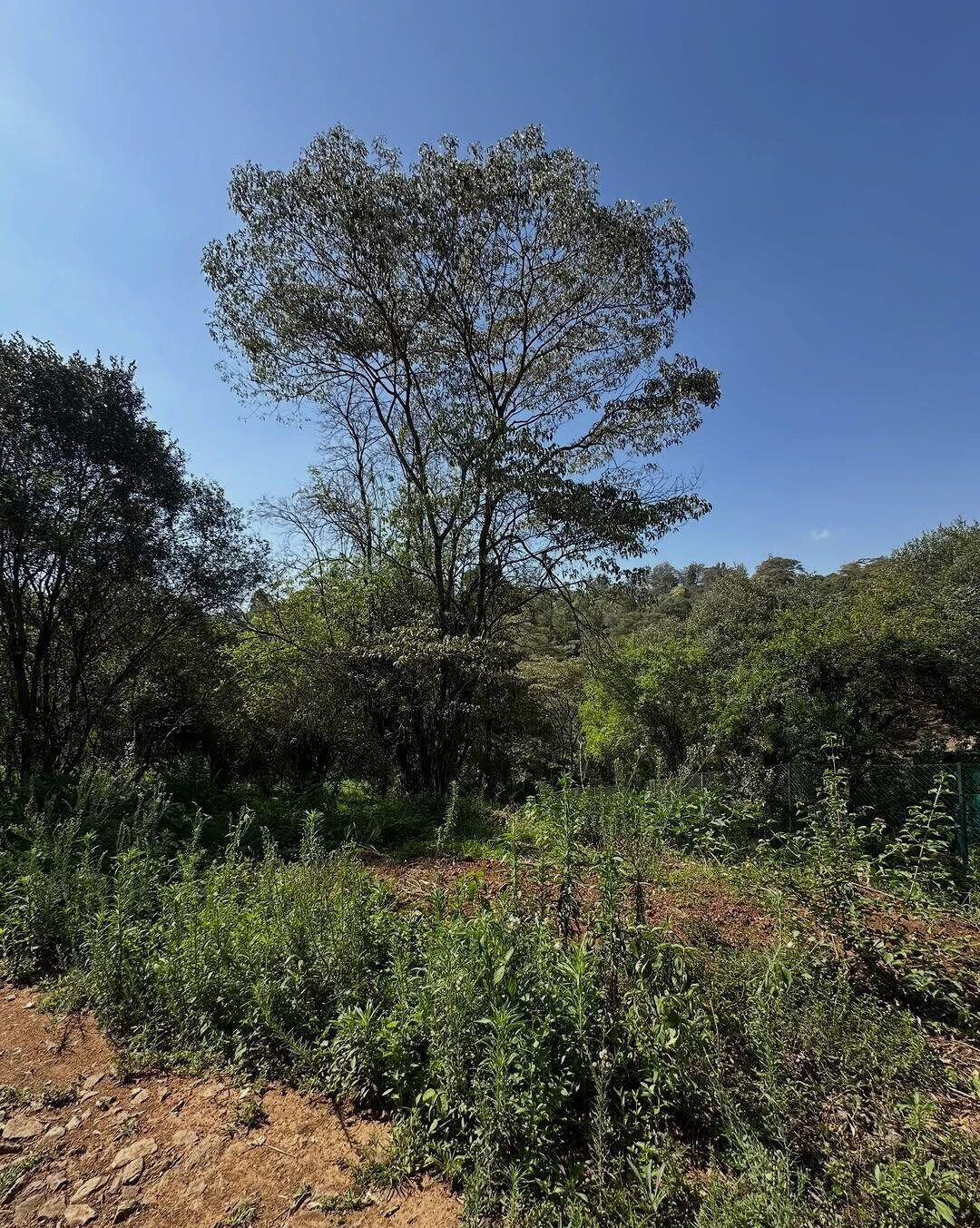 Half Acre Plot in Karen at KSh 32M