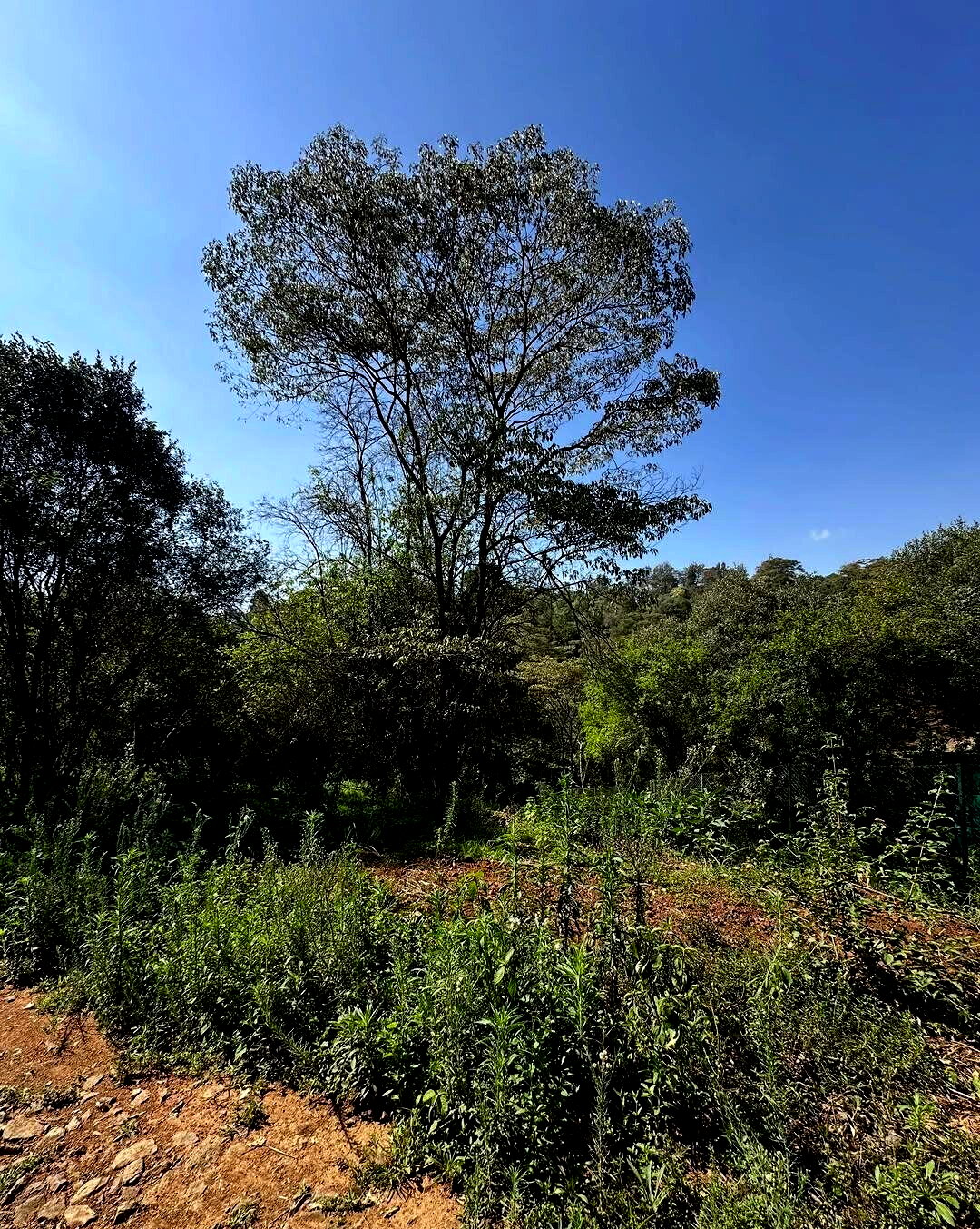 Half Acre Plot in Karen at KSh 32M