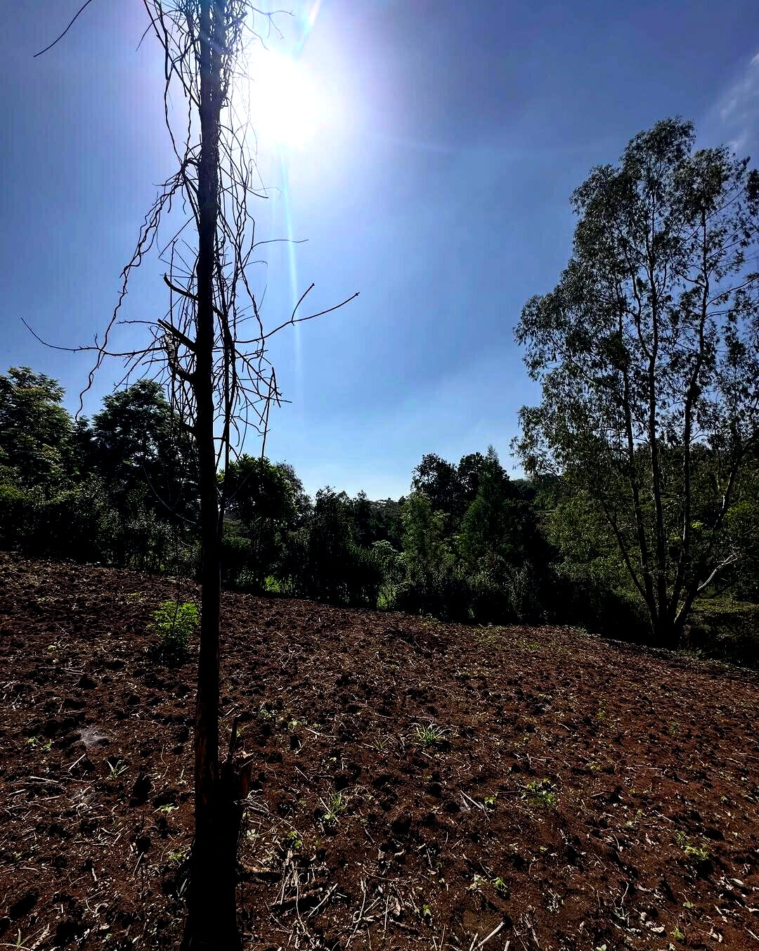 Half Acre Plot in Karen at KSh 32M