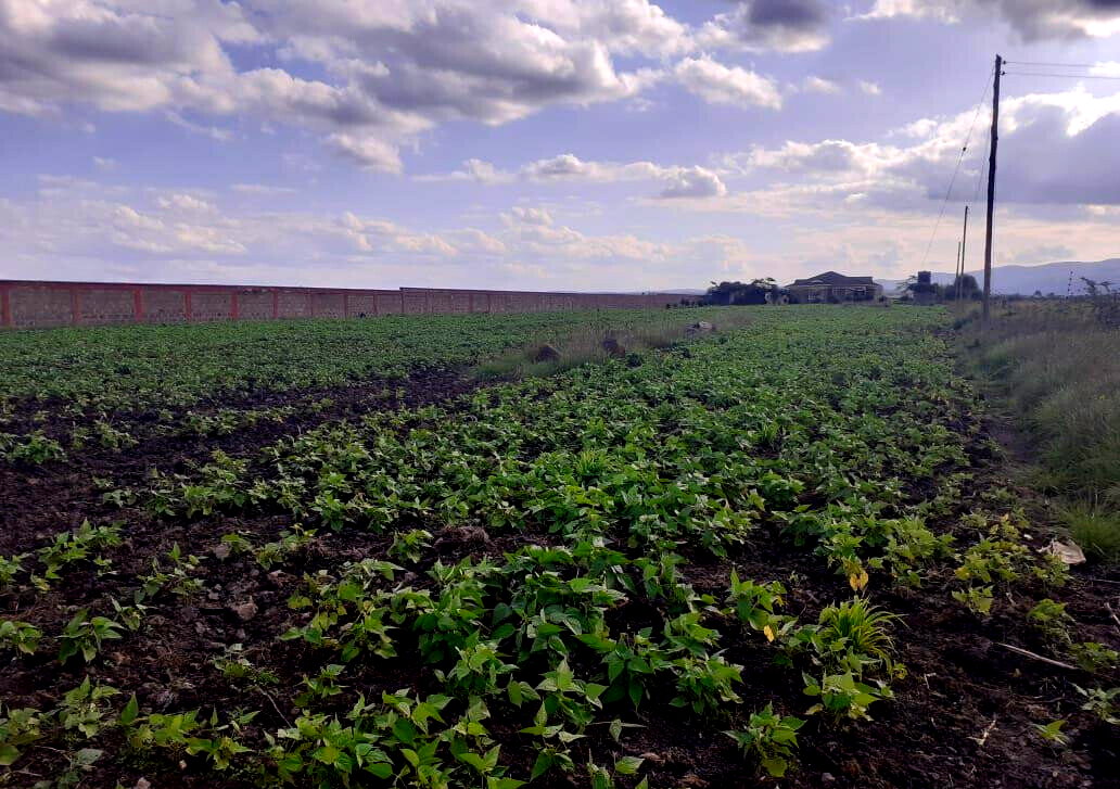 Quarter Acre Garden Plot in Ongata Rongai