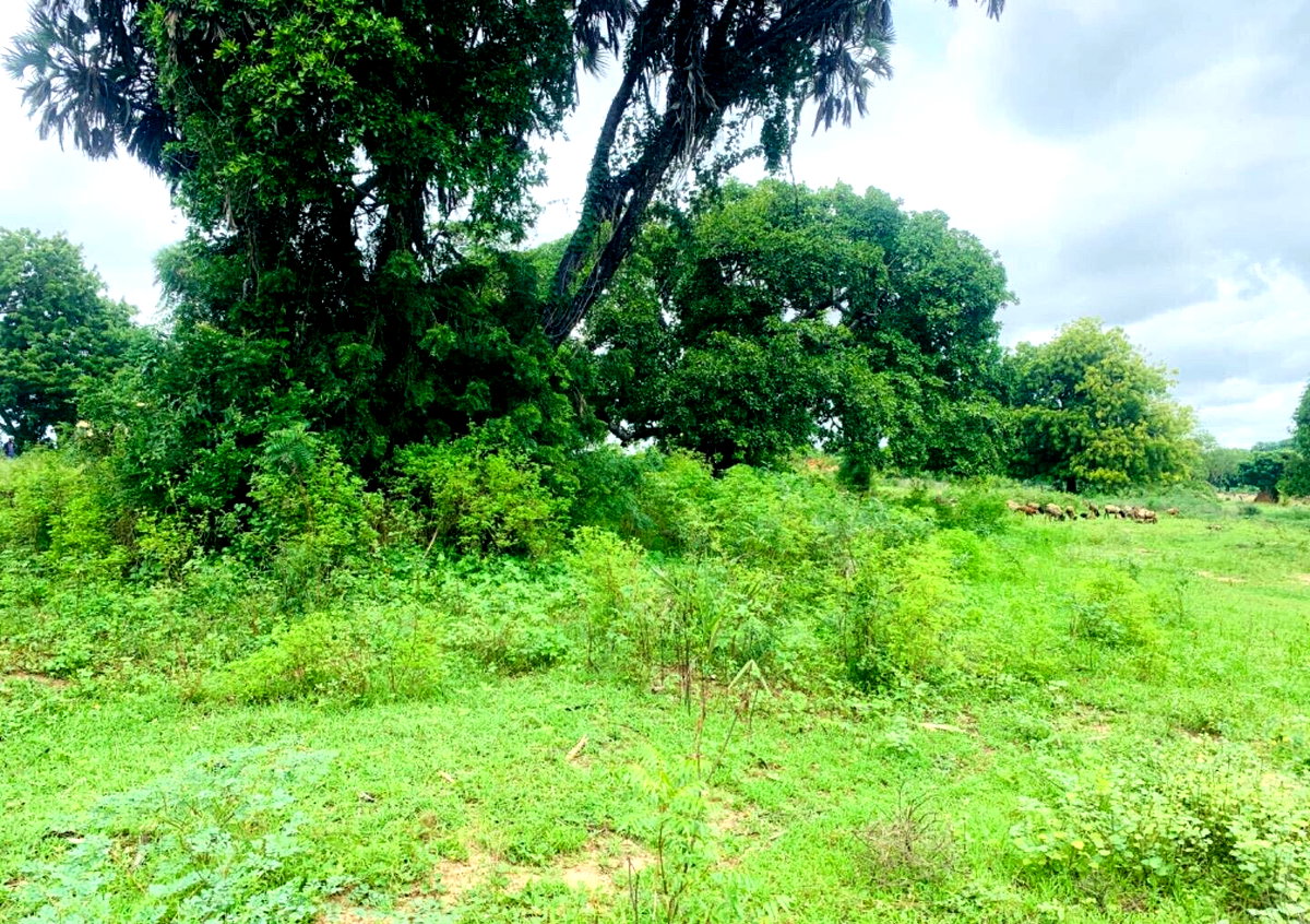 5-Acre Plot for KSh 35M