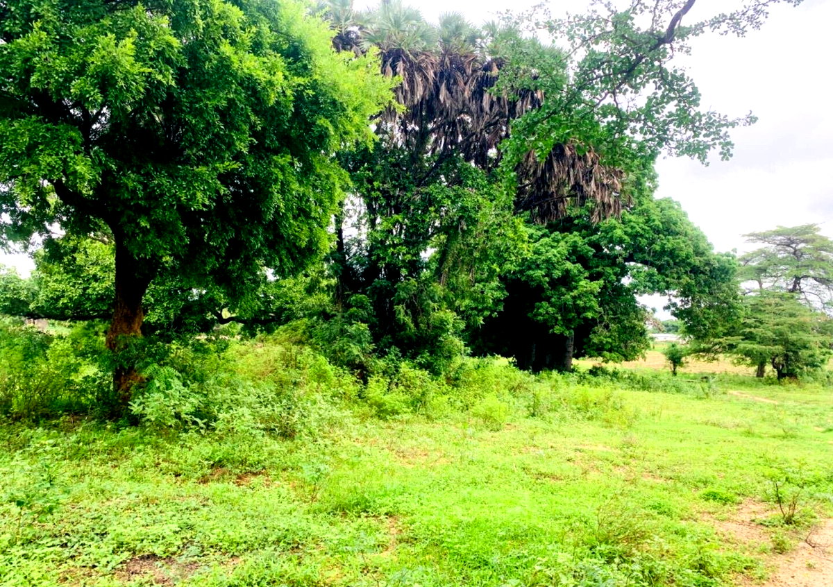 5-Acre Plot for KSh 35M