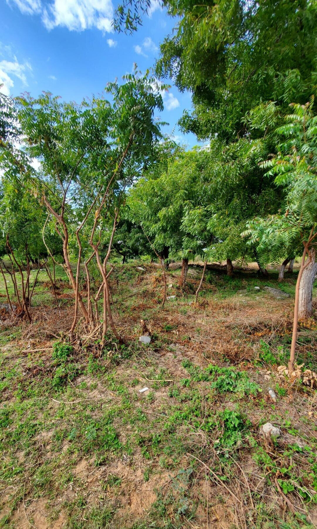 Quarter Acre Garden Plot in Shanzu