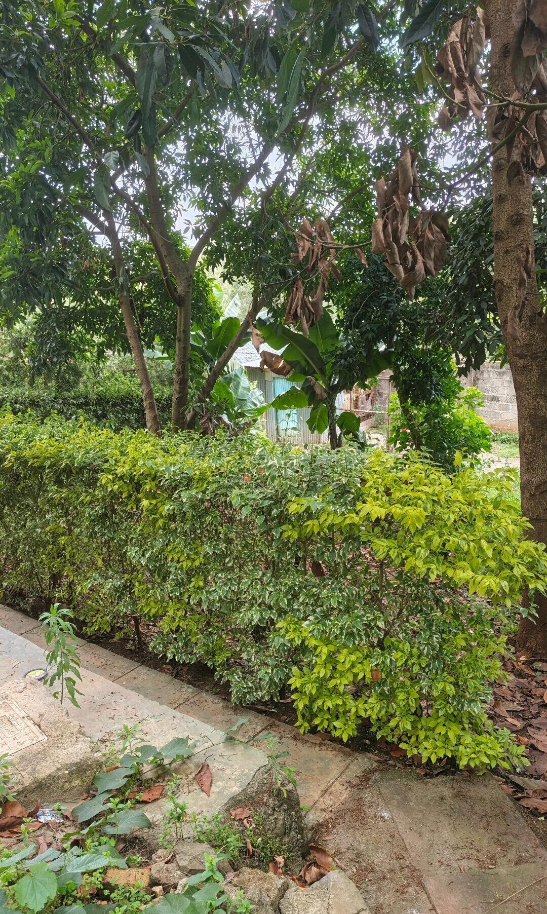 Garden Oasis with Parking at KSh 80K