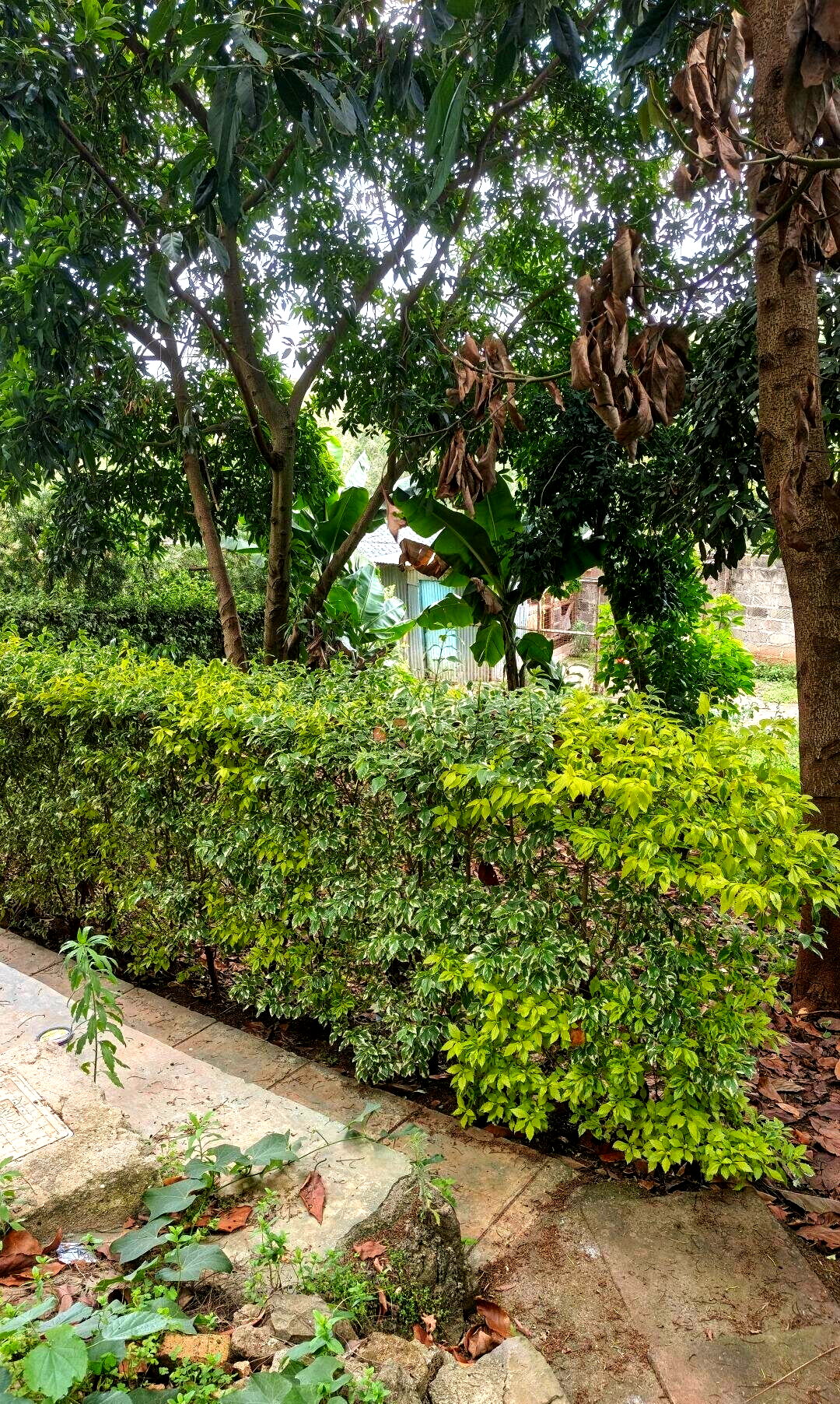 Garden Oasis with Parking at KSh 80K