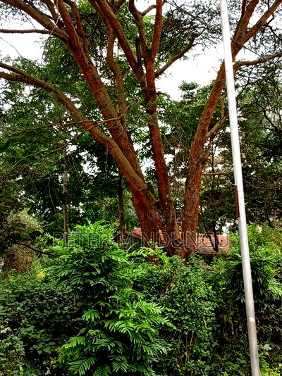 Prime Land on Sale, 0.75 Acre Behind Safari Park - Image 7