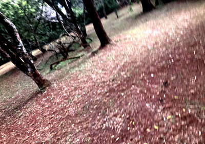 Half Acre Garden Plot at KSh 40M
